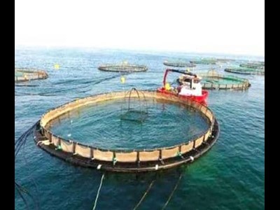 تحول صنعت شیلات با پرورش در آب‌های آزاد دریای کاسپین