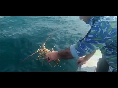 تورهای لابستردر چابهار منهدم، صدف‌ها و لابسترهای زنده آزاد شدند