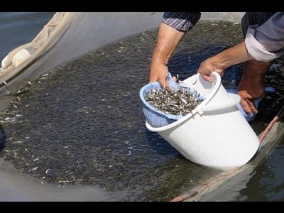 مشارکت ۱۲ درصدی صیادان گیلان در بازسازی ذخائر آبزیان دریای خزر