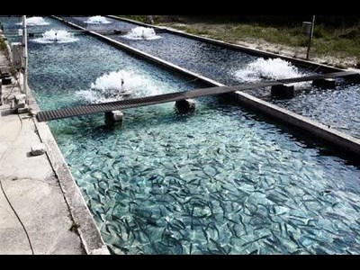 سلسله، قطب ماهی سردآبی لرستان با تولید سالانه ۷ هزار تن