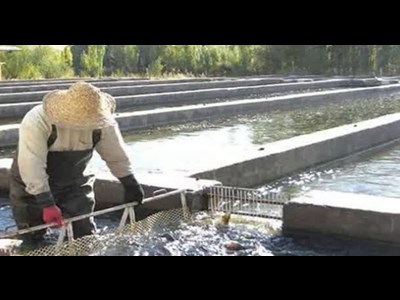 گرانی محصولات شیلاتی در شوک ارزی