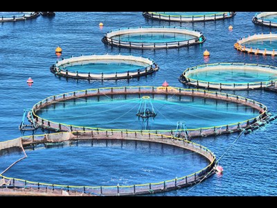 تولید ۷ هزار تن ماهی سی‌باس از طریق نصب قفس در خلیج فارس