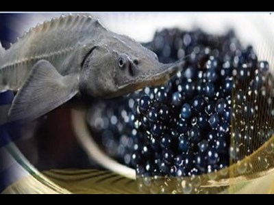 برداشت ۶٫۲۵۰ کیلوگرم خاویار از یک فیل‌ماهی در اسلامشهر