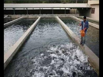 اشتغال مستقیم شیلات با حمایت دولت و بخش خصوصی در حال گسترش است