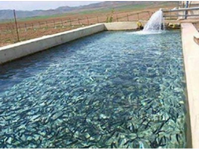 چالش سیاست‌های ارزی و خوراک آبزیان