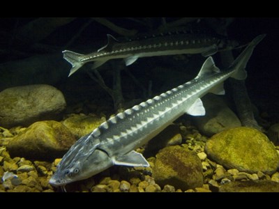 تمدید ممنوعیت صید تجاری ماهیان خاویاری دریای خزر تا پایان سال ۲۰۲۶