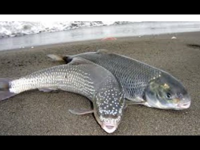 پژوهشگران ایرانی با توالی‌یابی ژنی به شناخت بهتر ماهی سفید رسیدند