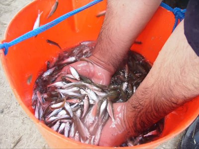 پیش‌بینی رهاسازی ۸۰ میلیون قطعه بچه ماهی خاویاری و استخوانی در دریای خزر