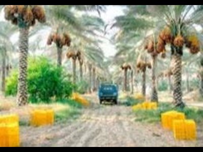 «سرنوشت نخلستان‌های دشتستان و تنگستان» انتخاب تاب‌آوری هوشمند یا فرسایش خاموش