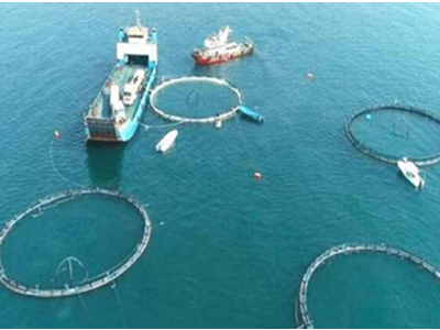 «صنایع تبدیلی» همچنان در حاشیه زنجیره تولید شیلات