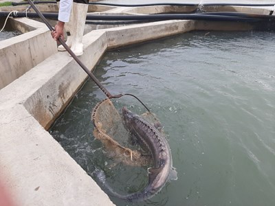 کشت و صنعت مغان تولید ماهیان خاویاری را در دستور کار قرار داد