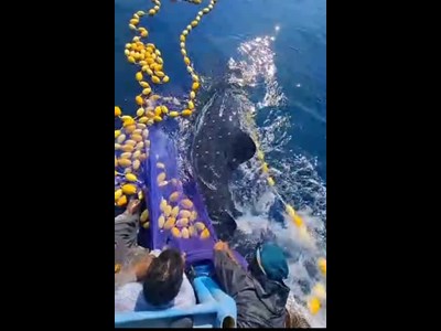 حفاظت و رهاسازی کوسه نهنگ گرفتار در تور صیادی در جاسک