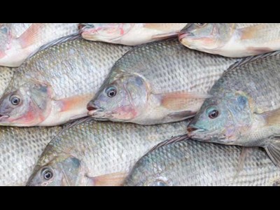 تیلاپیا؛ راهکاری حیاتی برای تأمین پروتئین در شرایط کمبود منابع آبی