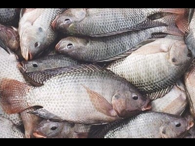 اقتصاد روستایی در مسیر تحول