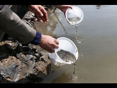 گیلان پرچمدار بازسازی ذخایر آبزیان شمال کشور