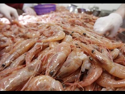 افزایش 37 درصدی تولید میگو در کشور