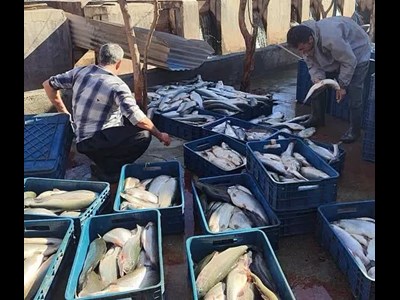 صادرات ۶۰ تنی ماهی سالمون از چگنی به روسیه و آذربایجان