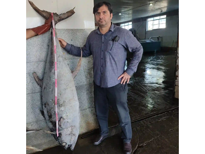 ماهی گیدر با ارزش ترین تون ماهی ایران