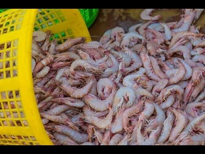 چشمانداز روشن تولید میگو در سال جاری