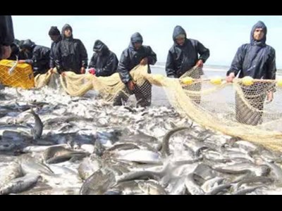 تقویت اقتصاد شیلاتی در گرو توسعه پرورش گونه‌های بومی