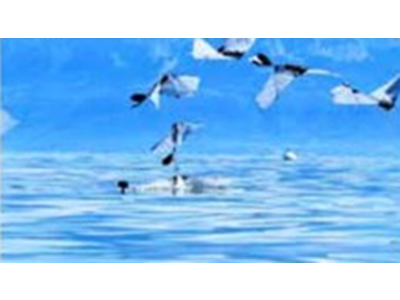 توسعه نخستین ربات پرنده‌ای که شنا می‌کند