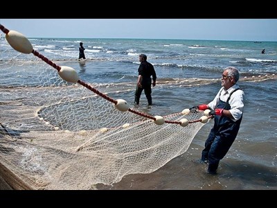 صید ماهیان استخوانی با رشد ۲۰ درصدی به ۸۵۵ تُن رسید