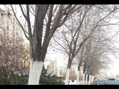 اجرای عملیات باندینگ درختان شهرداری منطقه دو پایتخت