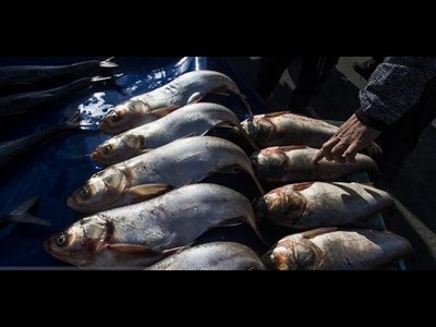 توسعه اقتصاد دریامحور با هدف‌گذاری تولید ۲.۶ میلیون تن محصولات آبزی