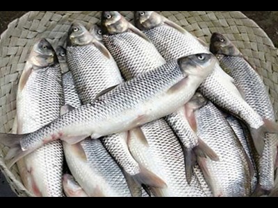 ستاره بومی دریای خزر در مسیر توسعه آبزیپروری