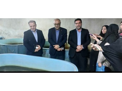 تولید یک میلیون و 916 هزار قطعه لاور خاویار طی یک سال گذشته