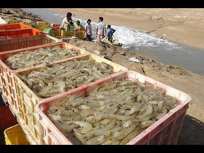 آغاز برداشت میگوی پرورشی از سطح مزارع پرورش میگو هرمزگان