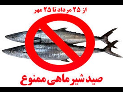 ممنوعیت صید ماهی شیر در خلیج فارس و دریای عمان از 25 مرداد