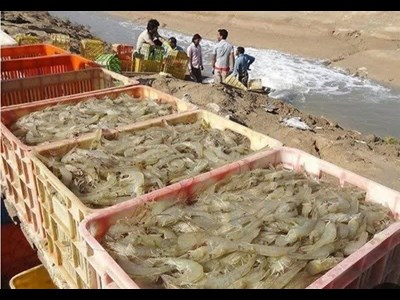 برداشت بیش از ۲۶ هزار تن میگوی پرورشی در استان بوشهر