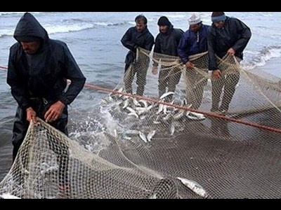 صید ماهی شوریده در استان خوزستان آزاد شد