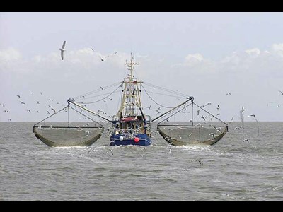 صدور مجوز صید در سواحل مکران تسریع شود