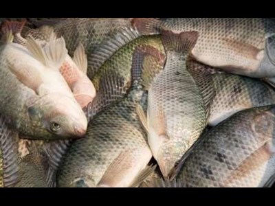 راهکاری برای افزایش بهرهوری در صنعت شیلات