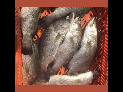 هم‌افزایی سازمان شیلات و موسسه تحقیقات علوم شیلاتی برای رفع ممنوعیت پرورش ماهی سی‌باس آسیایی در قفس