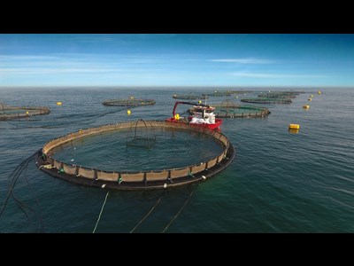 چالش‌های پرورش ماهی در قفس روی میز بررسی