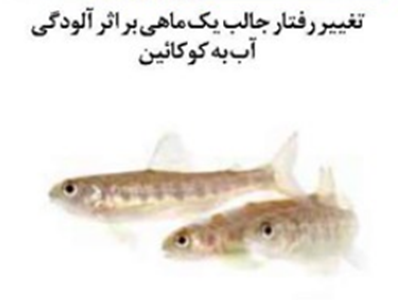 تغییر رفتار جالب یک ماهی بر اثر آلودگی آب به کوکائین