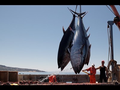 جهش ۴ برابری صید تون ماهیان و افزایش ۵۰ درصدی صید میگو