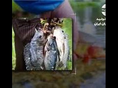 رشد حیرت انگیز آبزیپروری در جهان مبتنی بر غلبه گونههای غیر بومی همراه با ریسک پنهان