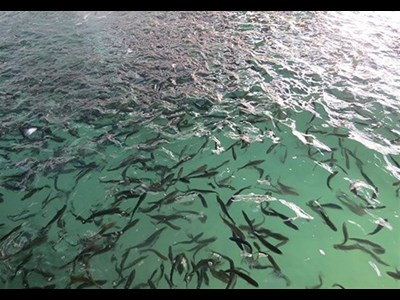 استمرار تلاشها برای احیای ذخایر آبزی دریای خزر