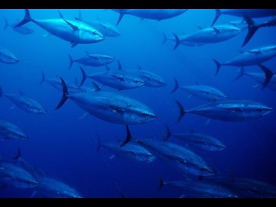 توافق چین و اروپا برای راه اندازی صندوق ۲ میلیارد یورویی در بخش دریایی