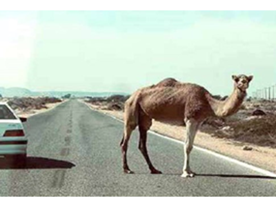 شاهراه مَکُران همچنان قربانی می‌گیرد
