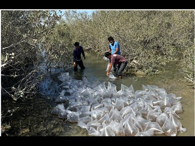 رهاسازی یک میلیون بچه‌میگو در دریای عمان پس از ۸ سال وقفه