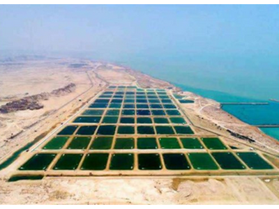 صنعت پرورش میگو در انتظار جهش بزرگ