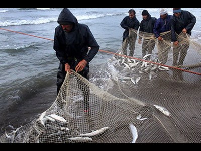 آزاد شدن صید ماهی حلواسفید در صیدگاه‌های خوزستان