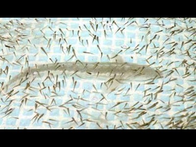 مَکُران در مسیر بازسازی ذخایر آبزیان