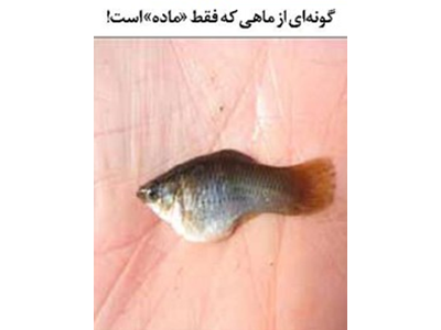 گونه‌ای از ماهی که فقط «ماده» است!