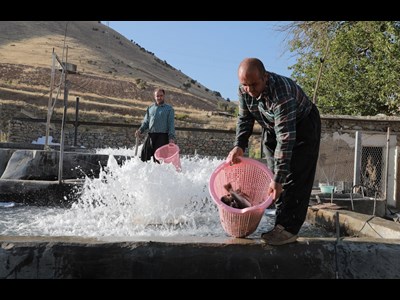 ایجاد 7 هزار طرح اشتغالزایی جایگزین کولبری در سه استان کشور